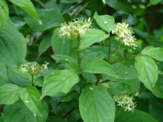 Cornus sanguinea Rode kornoelje bestellen